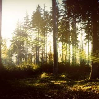 Forest 4k mobile wallpaper