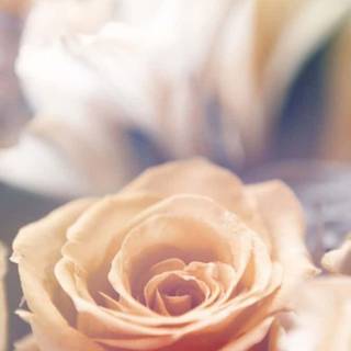 Beige wedding wallpaper