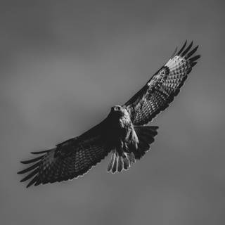 Black falcon wallpaper