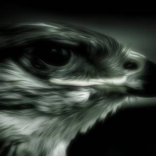 Black falcon wallpaper