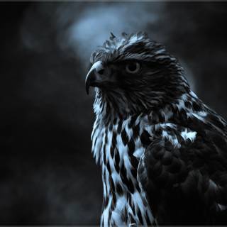 Black falcon wallpaper