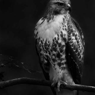 Black falcon wallpaper