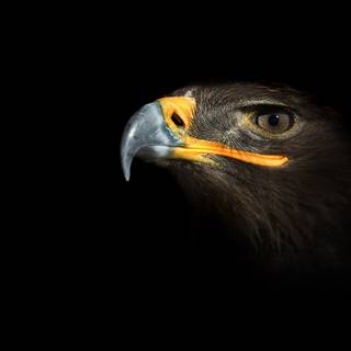 Black falcon wallpaper