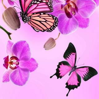 Pink butterfly HD iPhone wallpaper