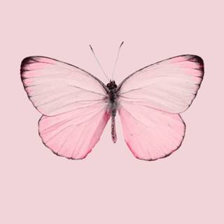 Pink butterfly HD iPhone wallpaper