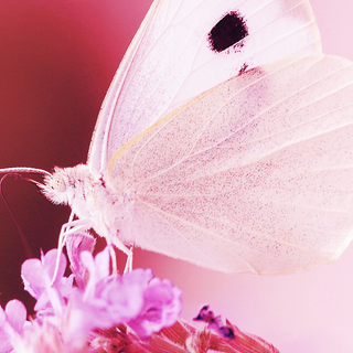 Pink butterfly HD iPhone wallpaper