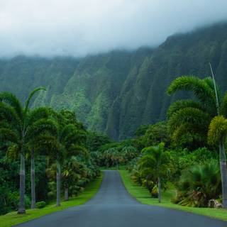 4k phone nature wallpaper