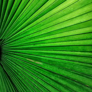 Green texture 4k wallpaper