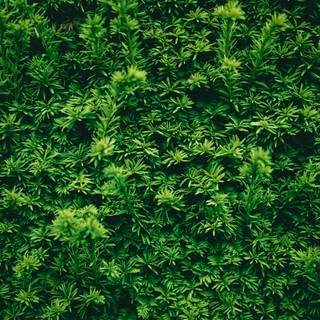 Green texture 4k wallpaper