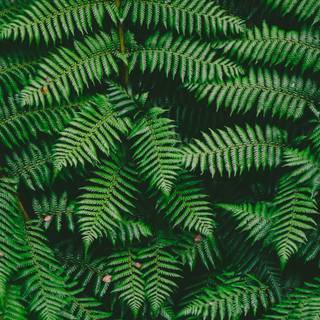 Green texture 4k wallpaper