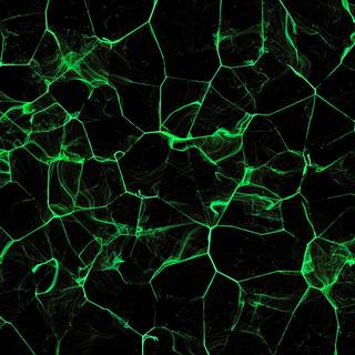 Green texture 4k wallpaper