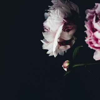 Huawei P30 Pro 4k wallpaper