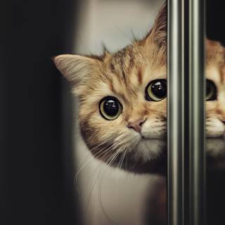 Cat 4k desktop wallpaper