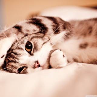 Summer cats PC wallpaper