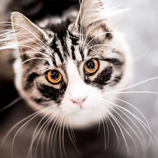 Cat 4k desktop wallpaper