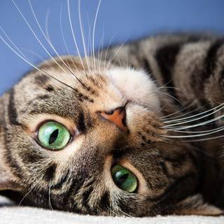 Cat 4k desktop wallpaper