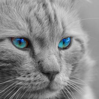 Cat 4k desktop wallpaper