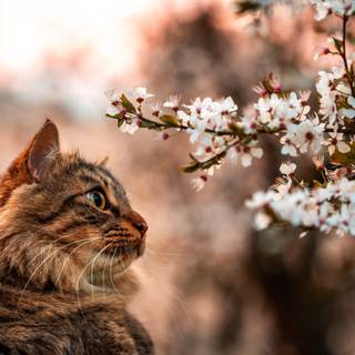 Cat 4k desktop wallpaper