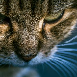 Cat 4k desktop wallpaper