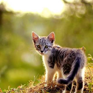 Cat 4k desktop wallpaper