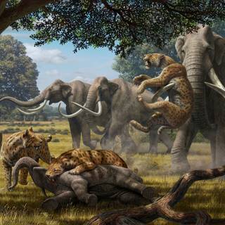 Prehistoric animals wallpaper