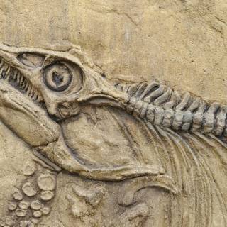 Prehistoric animals wallpaper