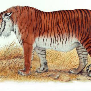 Prehistoric animals wallpaper