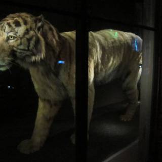 Prehistoric animals wallpaper