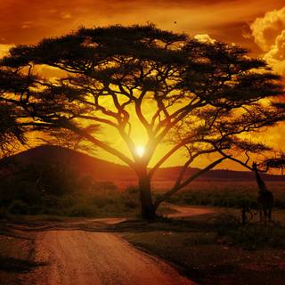 Africa sunset wallpaper