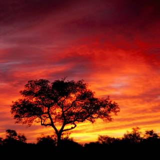 Africa sunset wallpaper