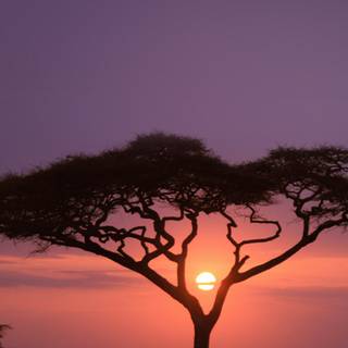 Africa sunset wallpaper
