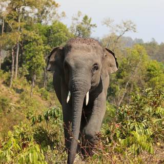 Asian elephants wallpaper