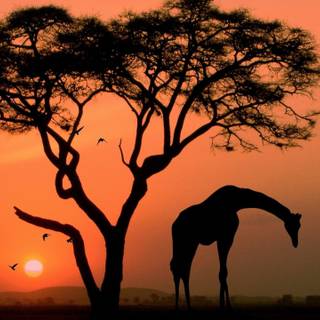 Africa sunset wallpaper