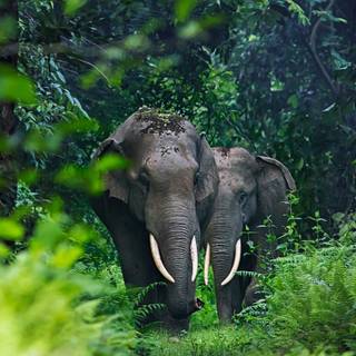 Asian elephants wallpaper