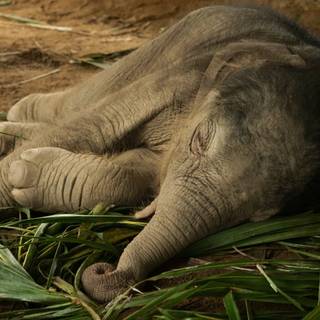 Asian elephants wallpaper