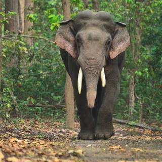 Asian elephants wallpaper