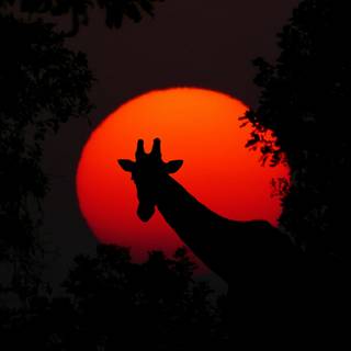 Africa sunset wallpaper