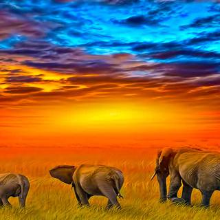 Africa sunset wallpaper