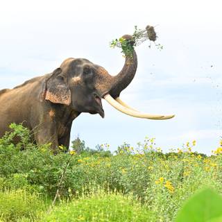 Asian elephants wallpaper