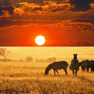 Africa sunset wallpaper