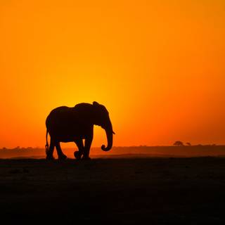 Africa sunset wallpaper