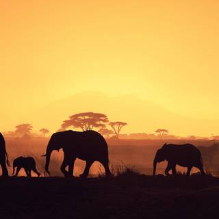 Africa sunset wallpaper