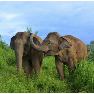Asian elephants wallpaper