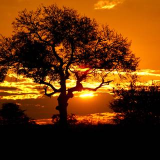 Africa sunset wallpaper