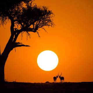 Africa sunset wallpaper