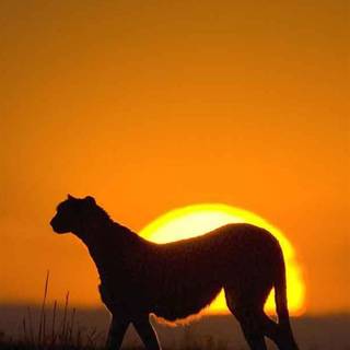 Africa sunset wallpaper