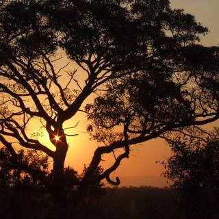 Africa sunset wallpaper