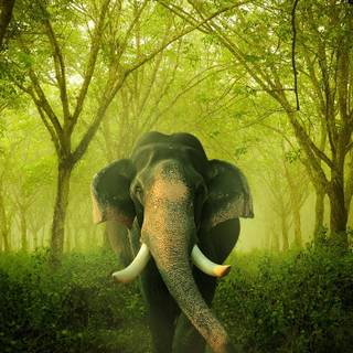 Asian elephants wallpaper