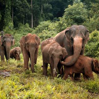Asian elephants wallpaper