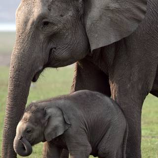 Asian elephants wallpaper